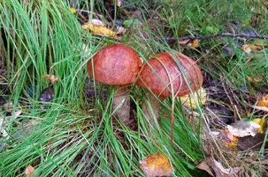 20200906_100530.webp