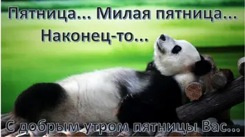 панда-1024x574.webp