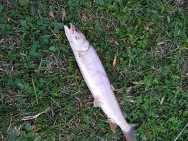 IMG_20200918_084210_800x600.webp