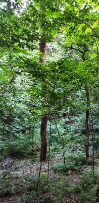 IMG_20200804_183805-02.webp