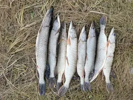 IMG-20200925-WA0000.webp