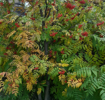 20200926_205743.webp
