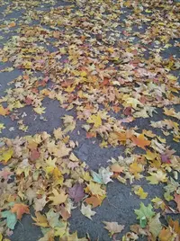 IMG_20200926_172825_828.webp