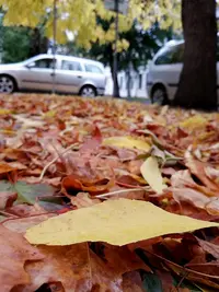 IMG_20200927_181302.webp
