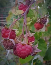 IMG_20200930_193307.webp