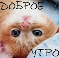 3dee52b968a200000d4bc3ef3638cb50.webp