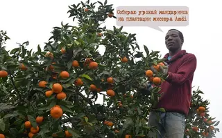 Урожай мандаринов.webp