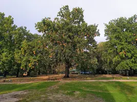 IMG_20201007_170345.webp