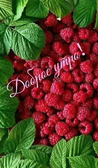 2c81baf56889b8aee17421c34c903fdb.webp