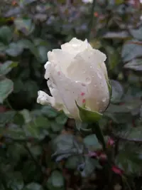 IMG_20201011_174132.webp