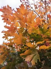 IMG_20201003_144743.webp