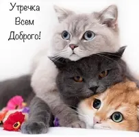 16f68a1d591e33d82842d3f01e8f24b7.webp