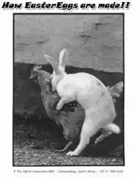 eastereggs.webp eastereggs.webp