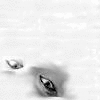 OnLy4.gif