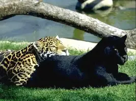 panther3.webp