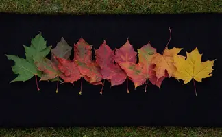 _DSC1651_1.webp