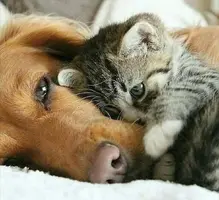 original.webp