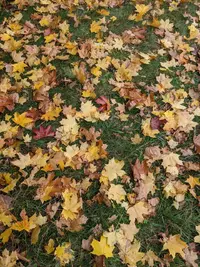 IMG_20201028_105015_350.webp