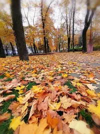 IMG_20201028_140922.webp