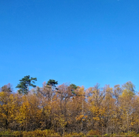 1604066827261.webp
