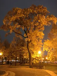 IMG_20201101_004642.webp