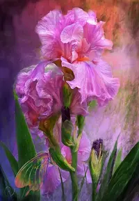 _original.webp