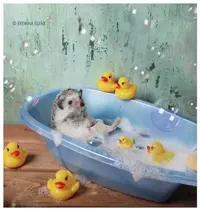 63bd463d15009f80b8976e797c8514b4.webp