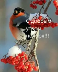Screenshot_20201119_173400.webp