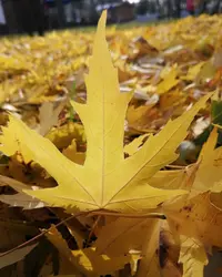 IMG_20201119_140901_089.webp