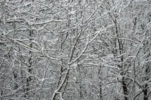 _DSC2740-1.webp