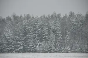 _DSC2746.webp