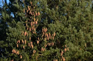 _DSC2493.webp