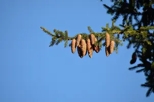 _DSC2496.webp