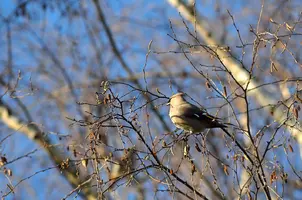 _DSC2492.webp