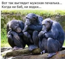 f83231541dc4208ba79143f70dc036bd.webp