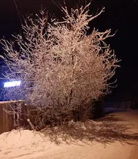 20201130_083905.webp
