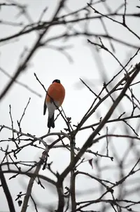 _DSC2966-1.webp