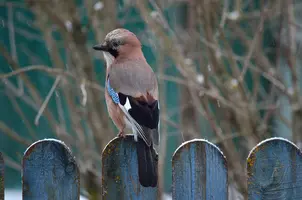 _DSC3251.webp