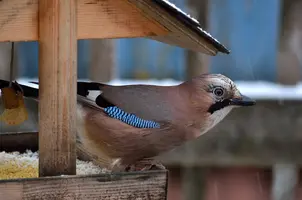 _DSC3248.webp