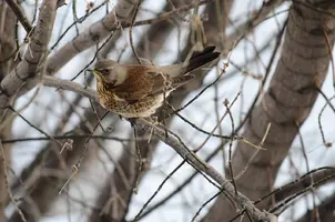 _DSC4271.webp