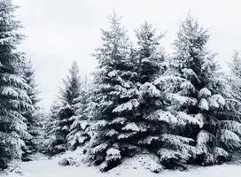 C1F3F32C-3E8A-4AD5-922F-AE40C0C1F8FC.webp