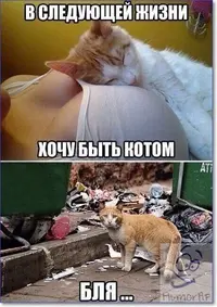 aafd74e57262624da73d11699320feec.webp