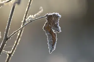 _DSC3518.webp