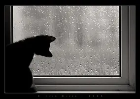 Кот дождь.webp