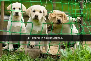 Любопытство.webp Любопытство.webp