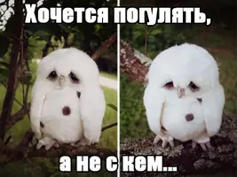 pictures_funny_1_7.webp
