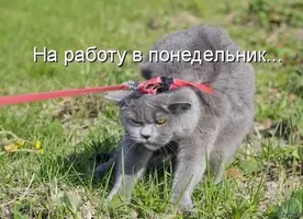 582.webp