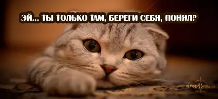 samye_milye_porody_koshek.webp