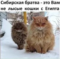 c7bd4b69ff254c3a4448fcc5e216d98a.webp
