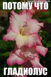 jpg.webp